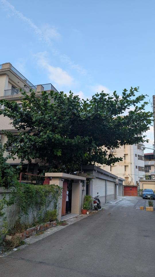 園藝維護案件圖片