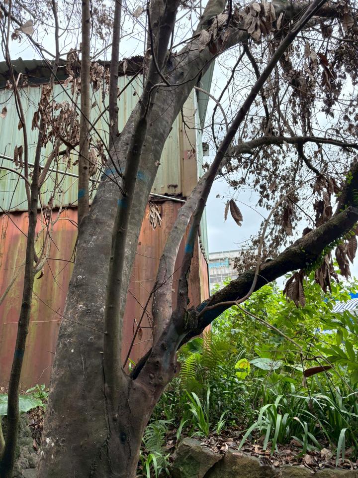 園藝維護案件圖片