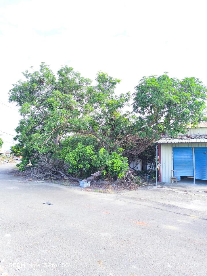 園藝維護案件圖片