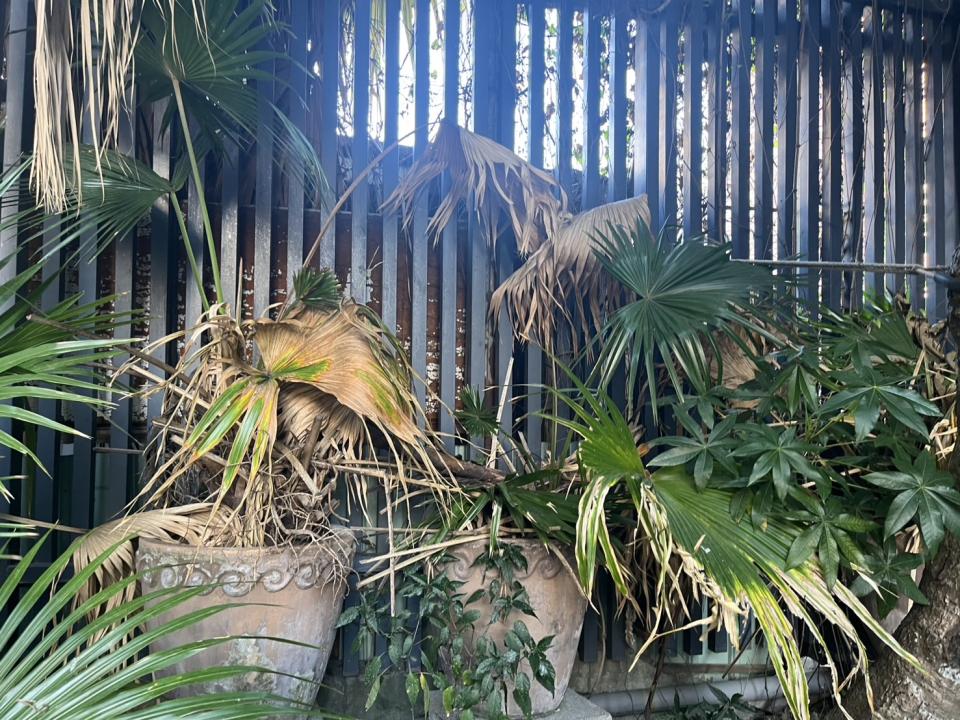 園藝維護案件圖片