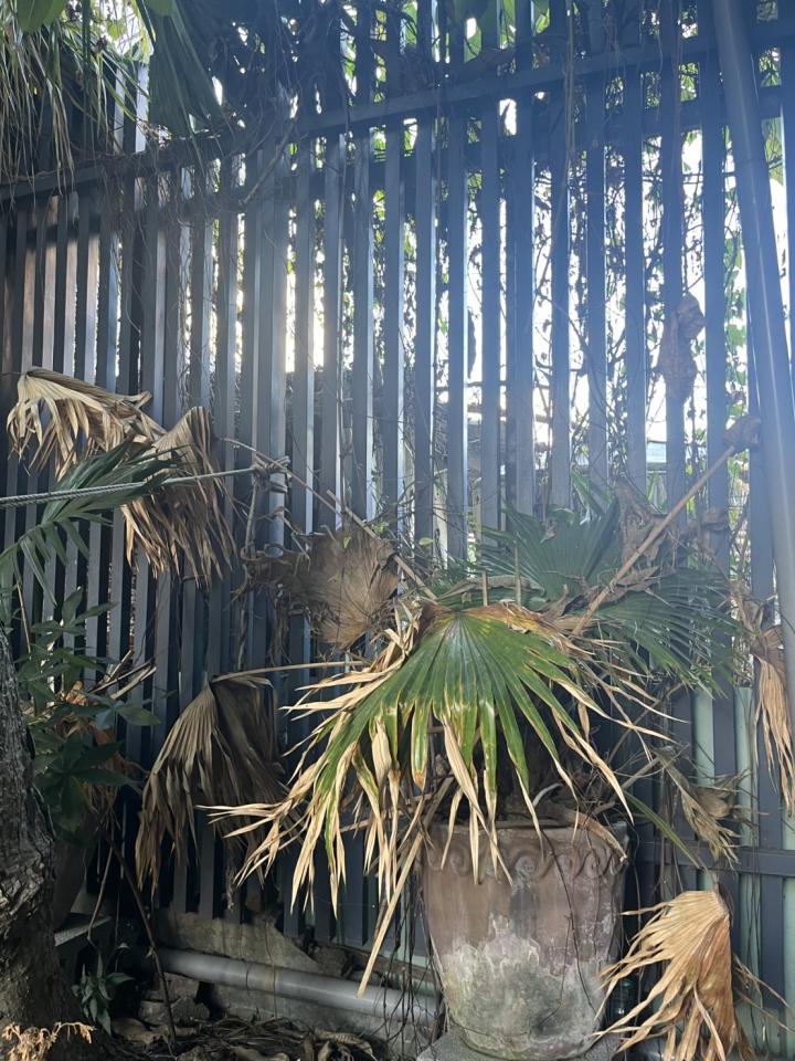 園藝維護案件圖片