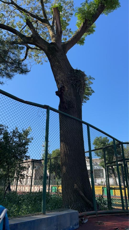 園藝維護案件圖片