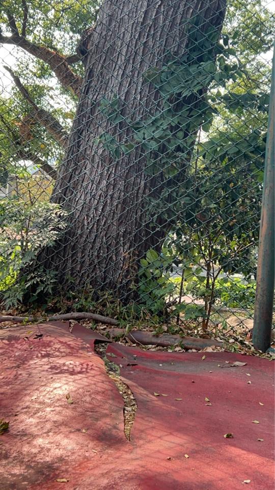 園藝維護案件圖片