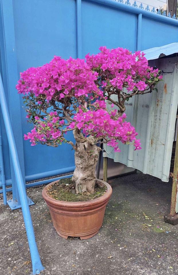 載貨運輸服務案件圖片