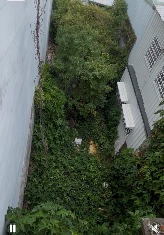 園藝維護案件圖片