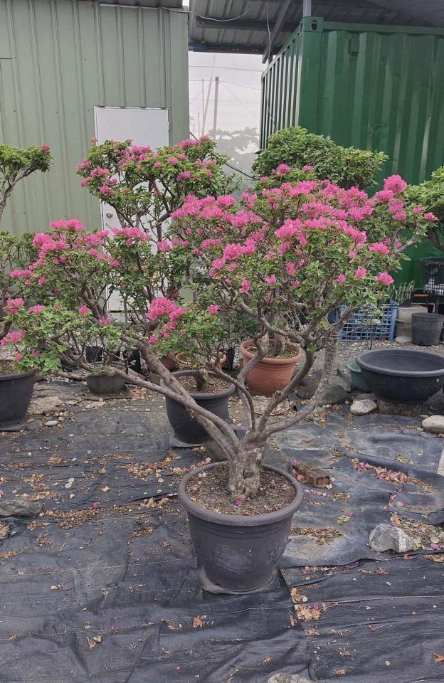 載貨運輸服務案件圖片