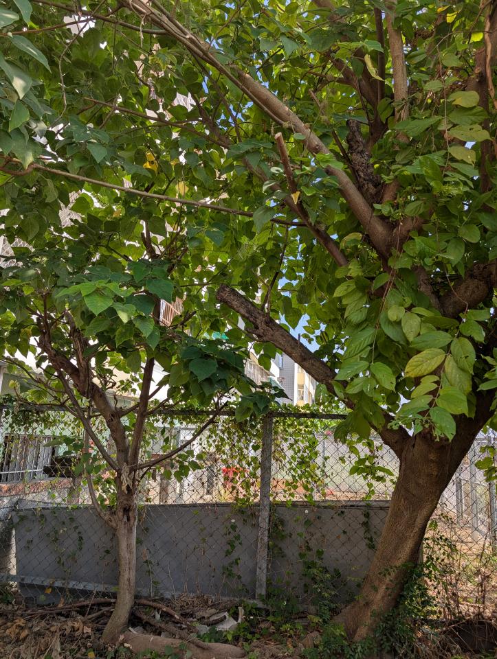 園藝維護案件圖片