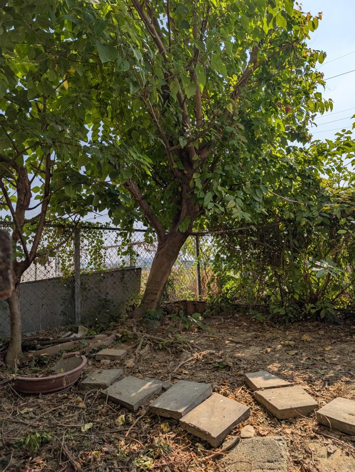 園藝維護案件圖片