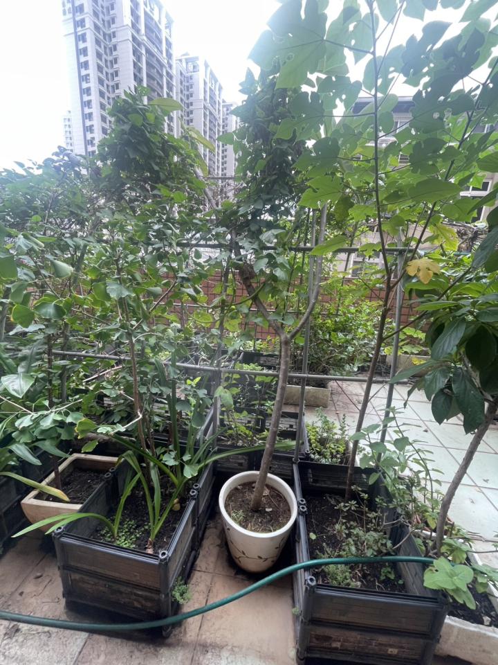 園藝維護案件圖片