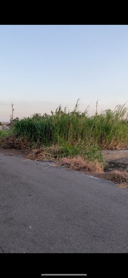 園藝維護案件圖片