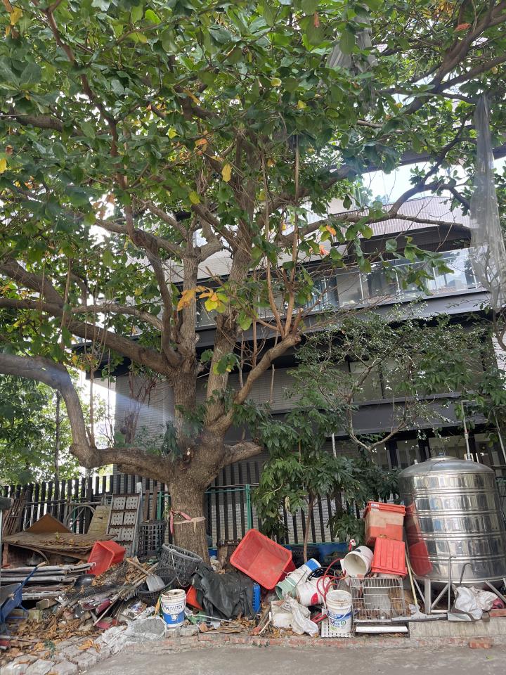 園藝維護案件圖片