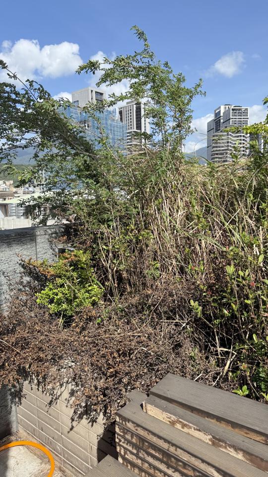 園藝維護案件圖片