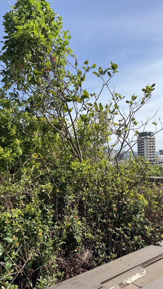 園藝維護案件圖片