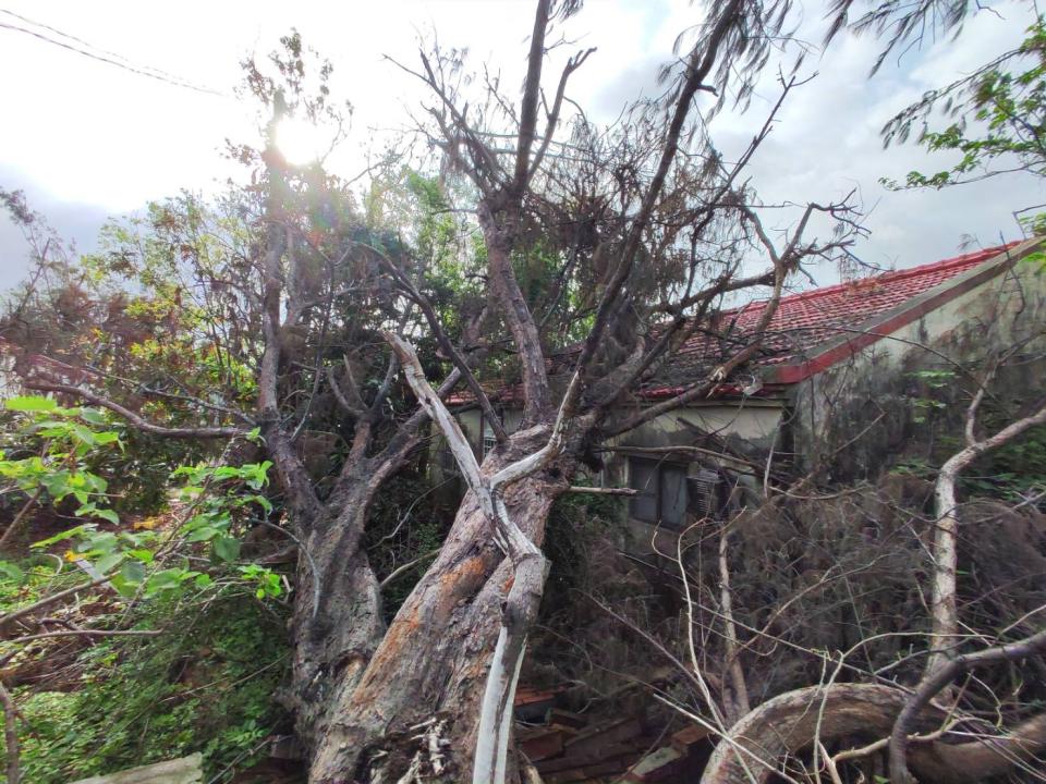 園藝維護案件圖片