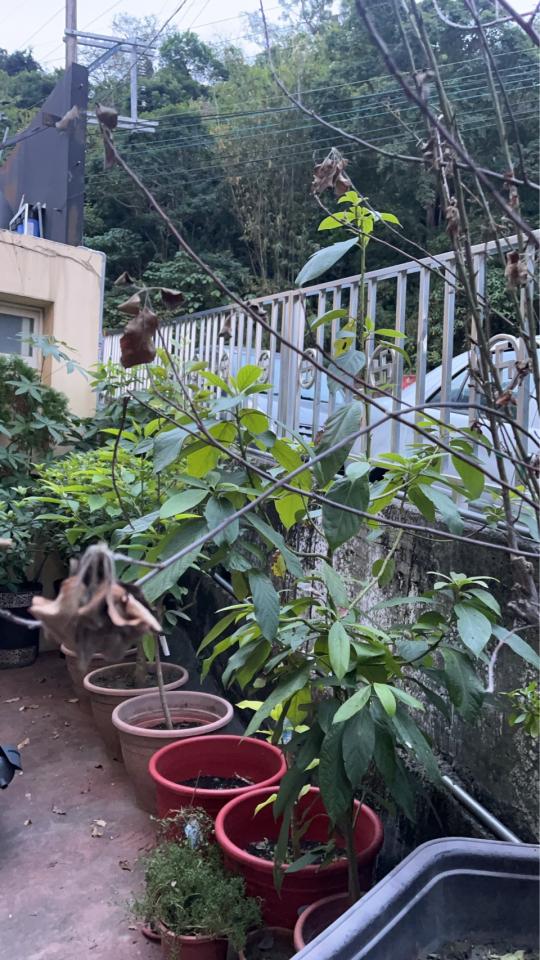 植物診療師案件圖片