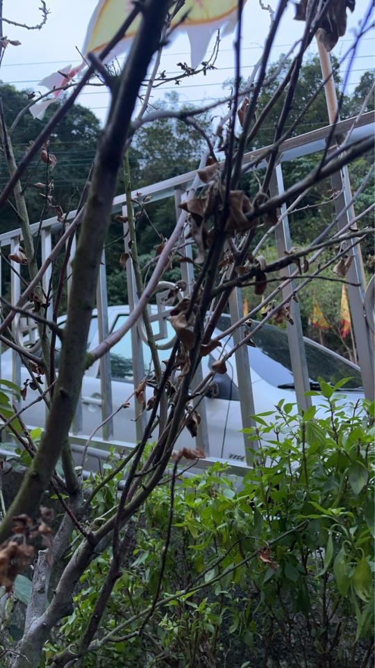 植物診療師案件圖片