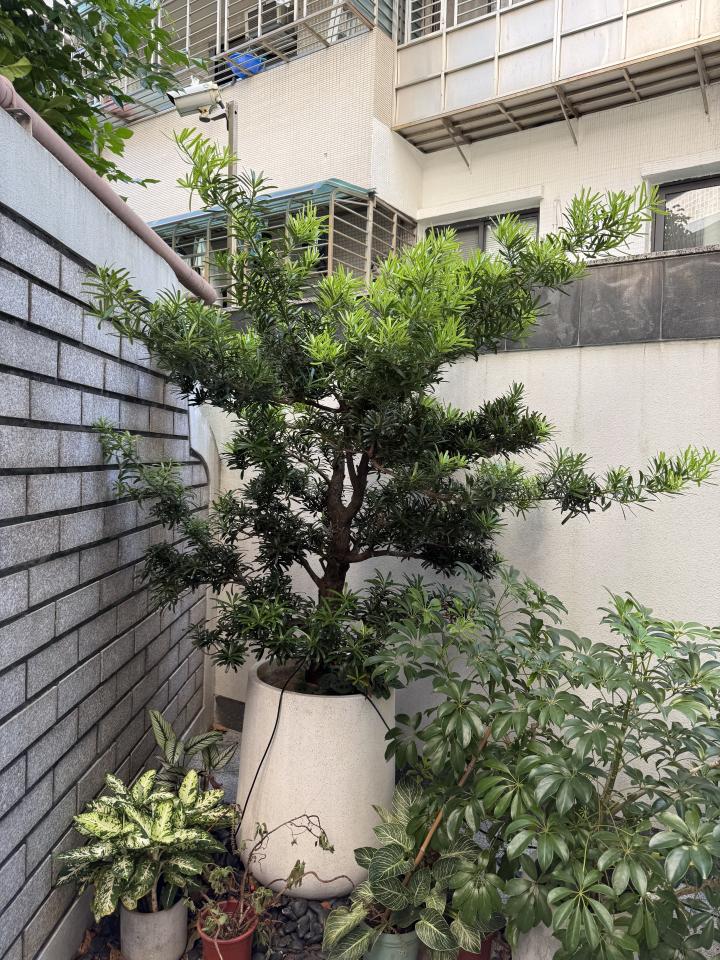 園藝維護案件圖片