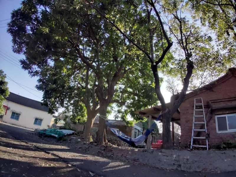 園藝維護案件圖片