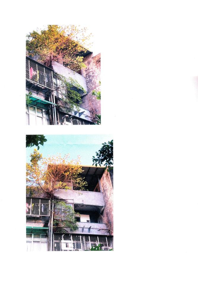 園藝維護案件圖片