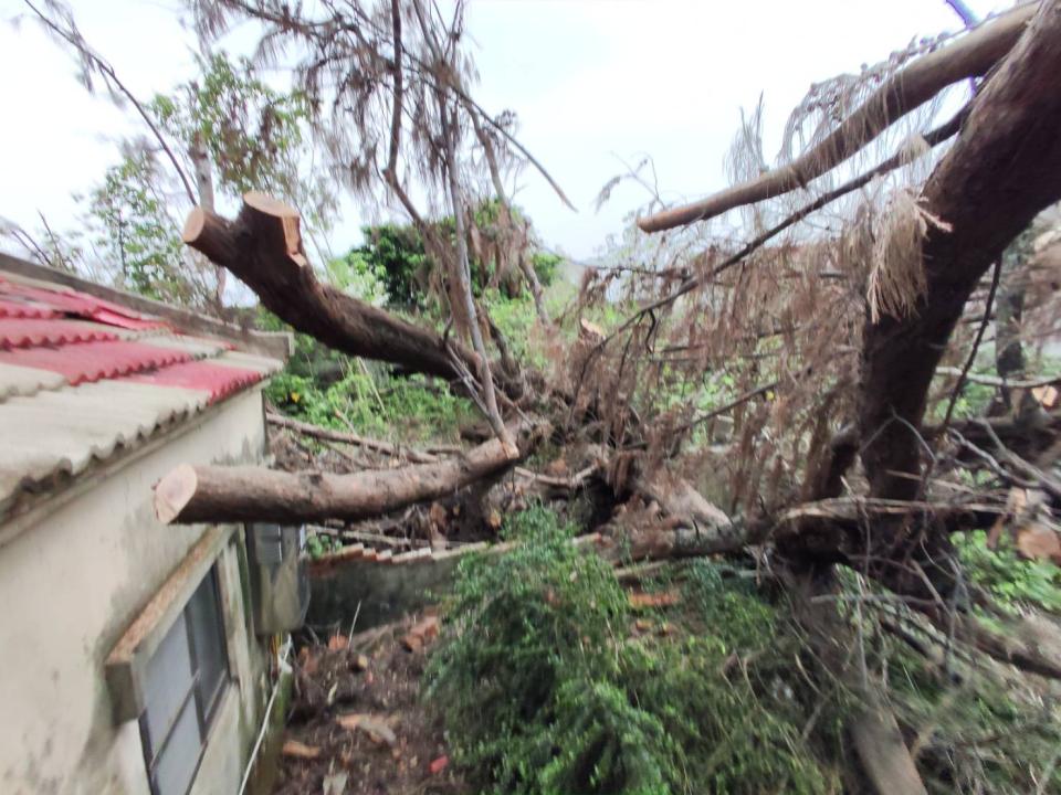 園藝維護案件圖片