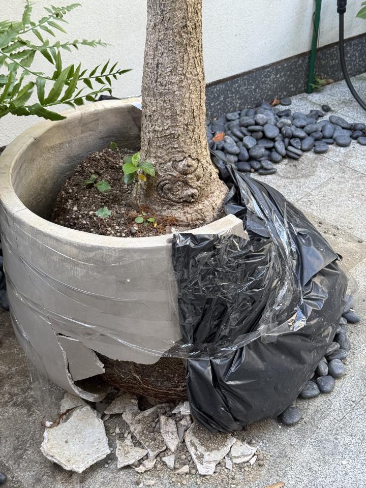 園藝維護案件圖片