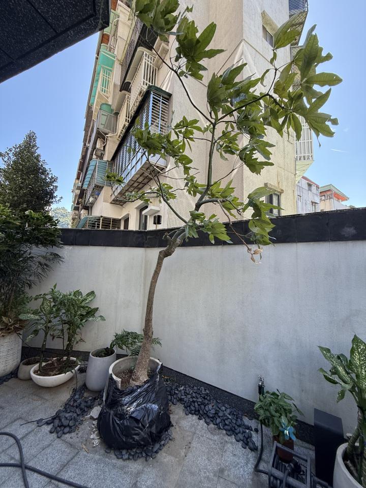 園藝維護案件圖片