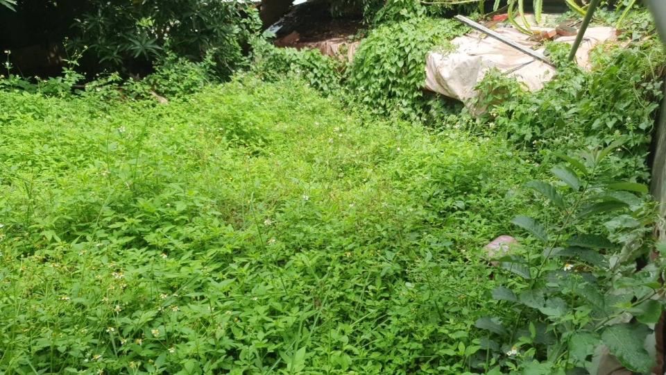 園藝維護案件圖片