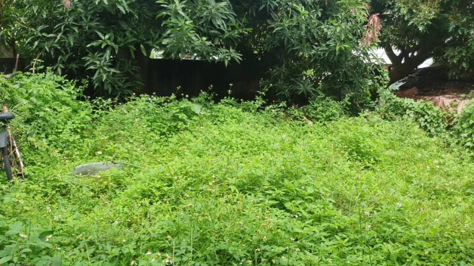 園藝維護案件圖片