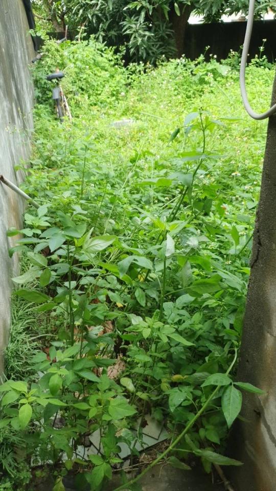 園藝維護案件圖片