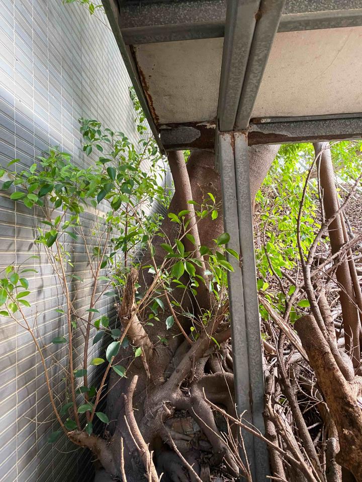 園藝維護案件圖片