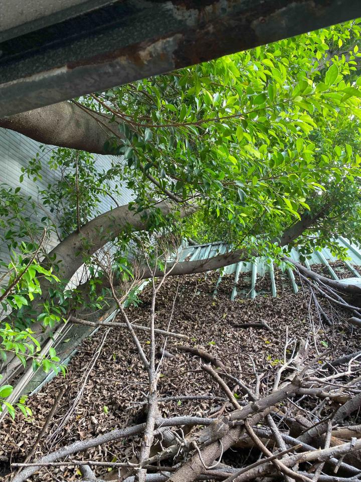 園藝維護案件圖片