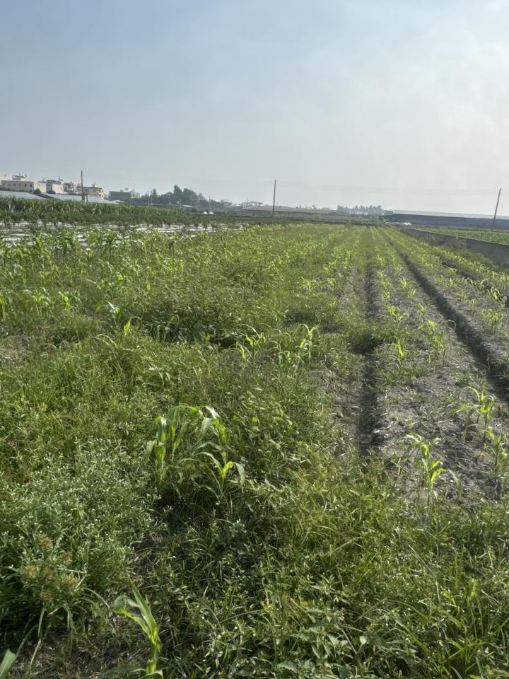 園藝維護案件圖片
