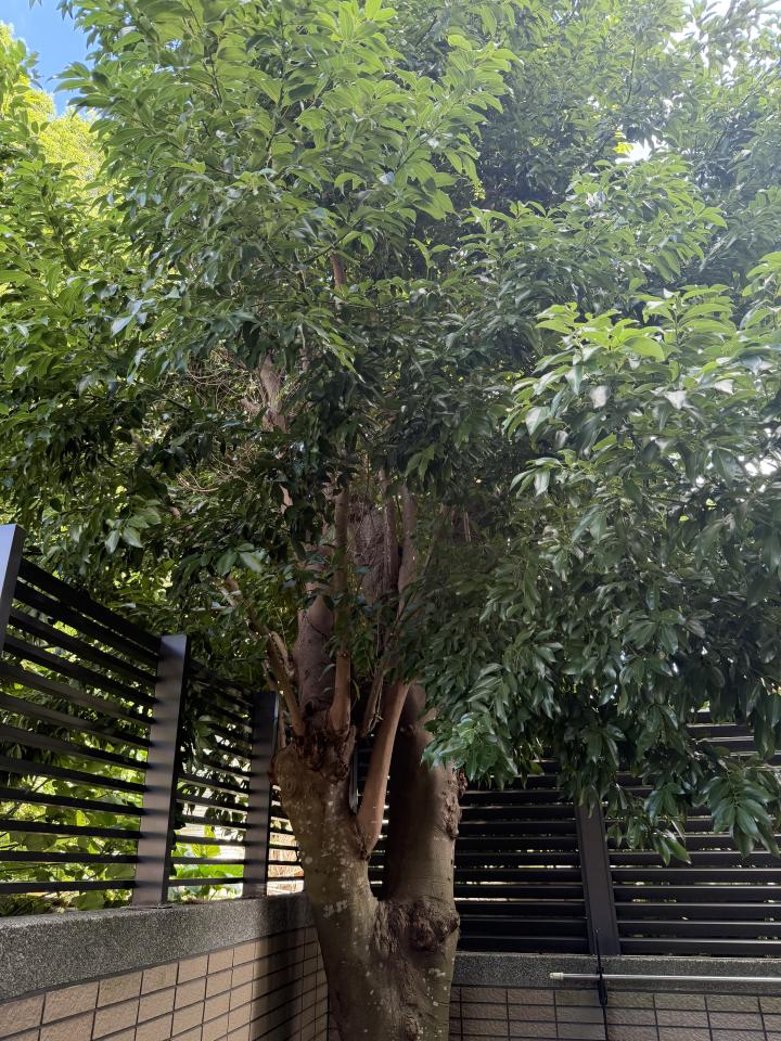 園藝維護案件圖片