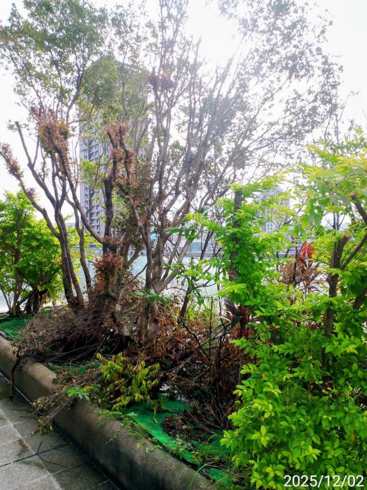 園藝維護案件圖片