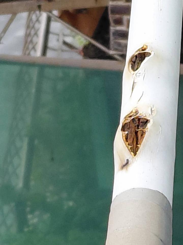 瓦斯管線更換案件圖片