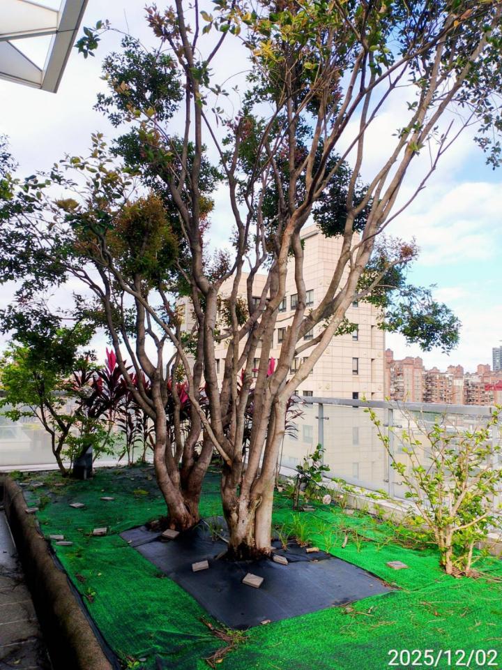 園藝維護案件圖片