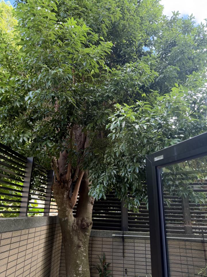 園藝維護案件圖片