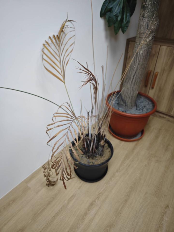 園藝維護案件圖片