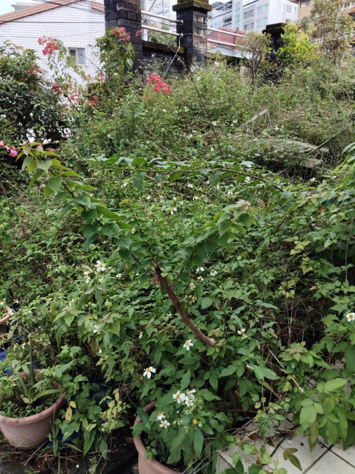 園藝維護案件圖片