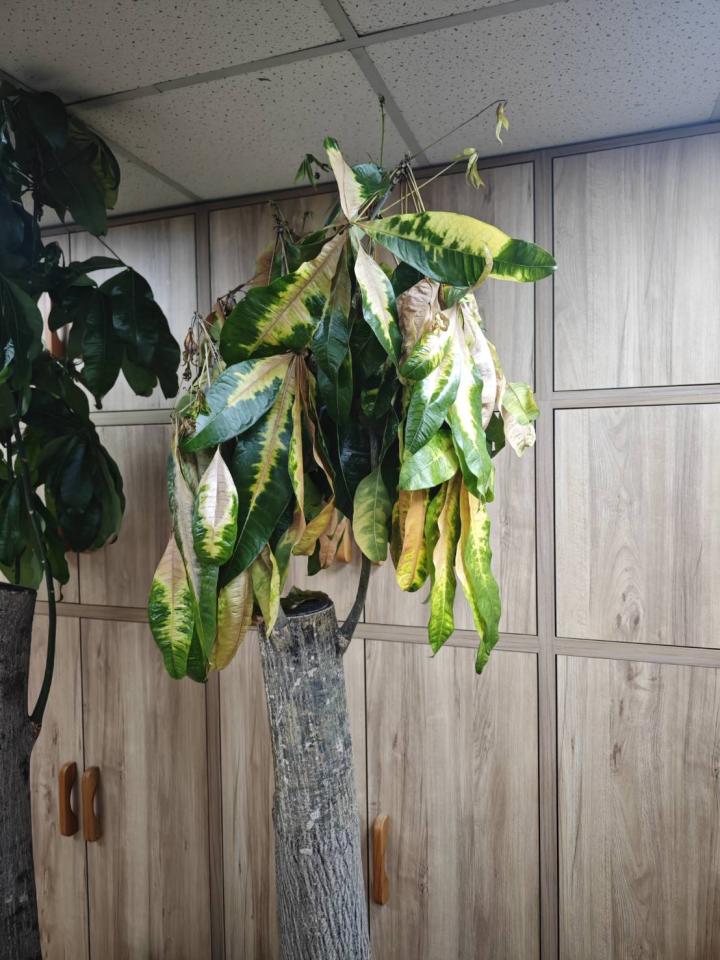 園藝維護案件圖片