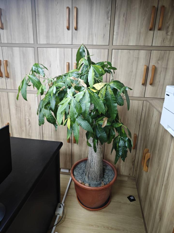 園藝維護案件圖片