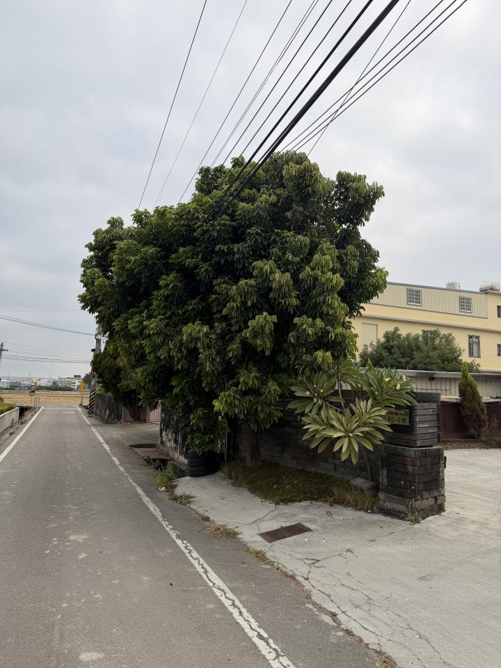 園藝維護案件圖片