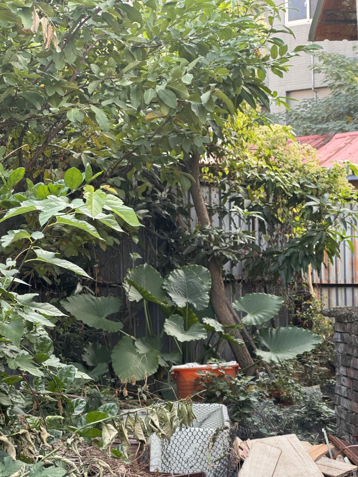 園藝維護案件圖片