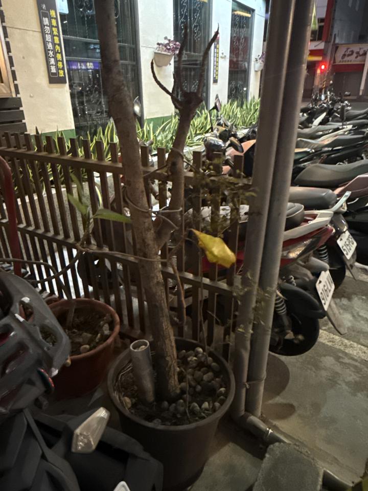 植物診療師案件圖片