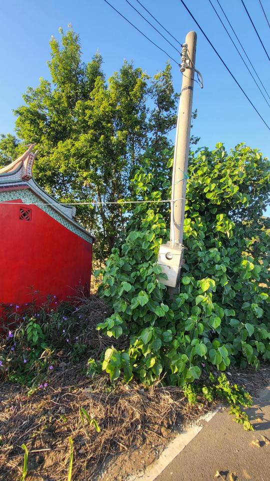 園藝維護案件圖片