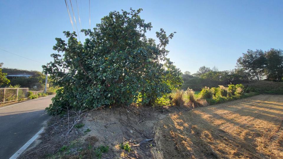 園藝維護案件圖片