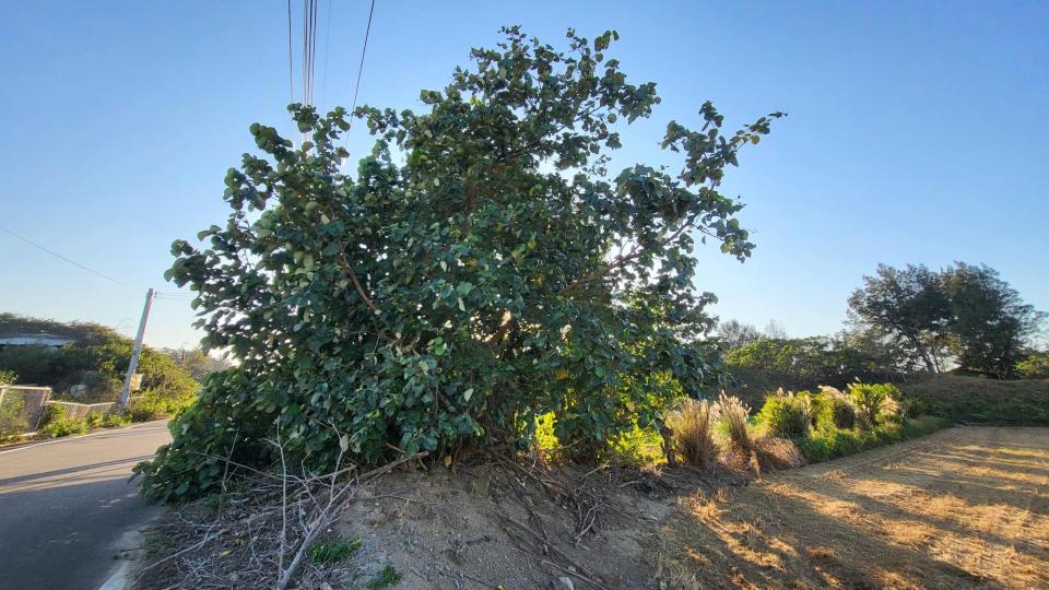 園藝維護案件圖片