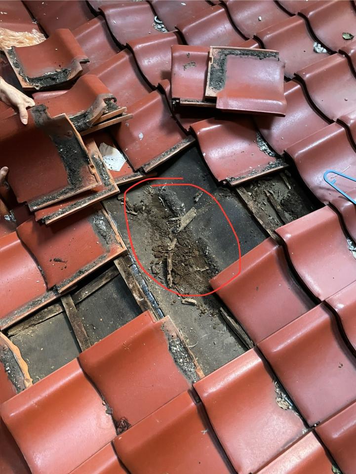 屋瓦翻修案件圖片