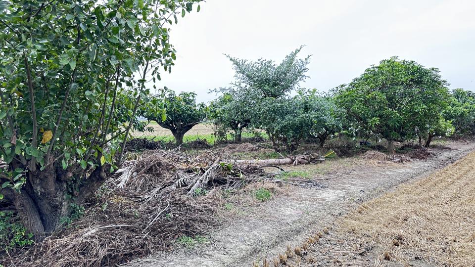 園藝設計案件圖片