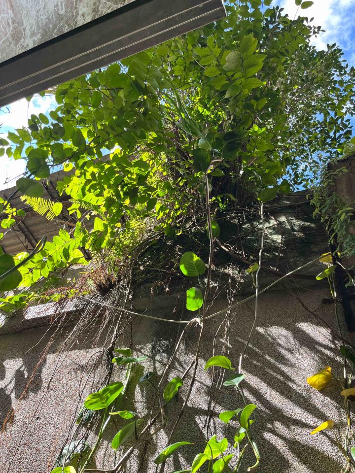 園藝維護案件圖片